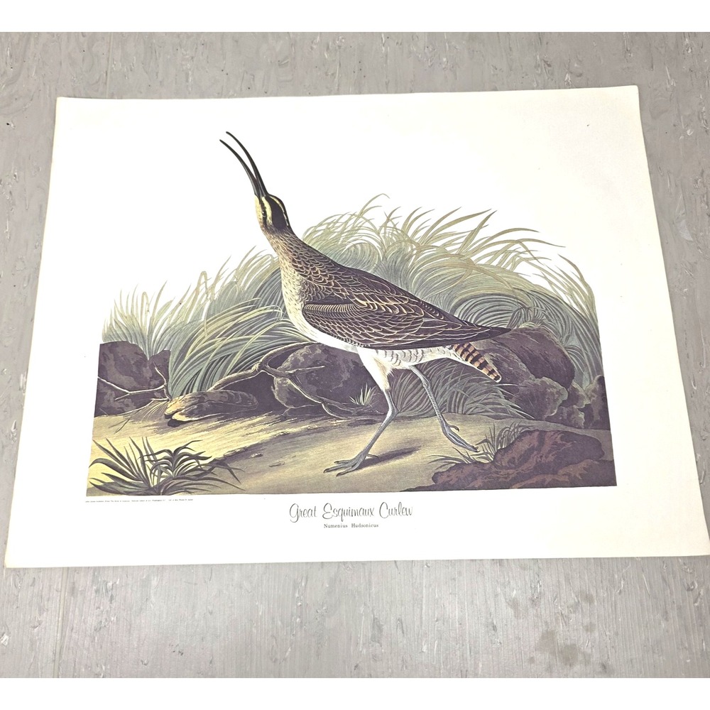 Vtg Audubon Print Great Esquimaux Curlew National Gallery Art 14x18 Shorebird